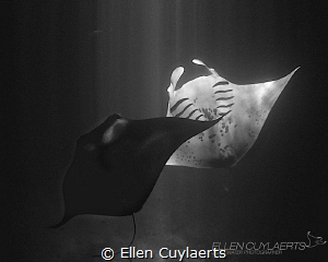 Yin Yang
Manta dance at night in Kona Hawaii by Ellen Cuylaerts 